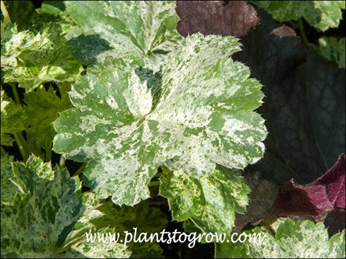 Nice white variegation in the foliage.